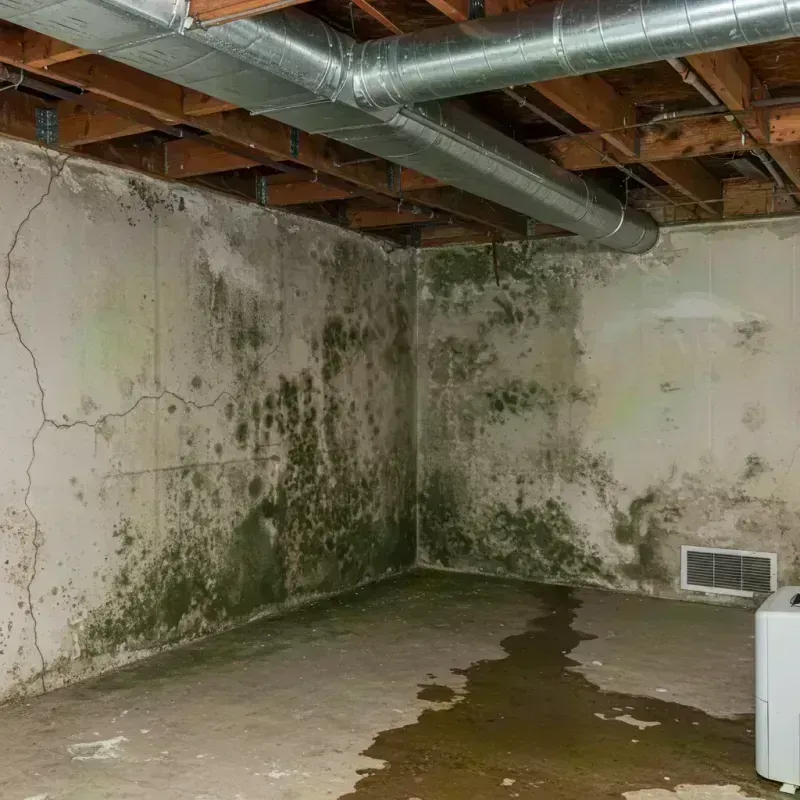 Professional Mold Removal in Kenedy County, TX